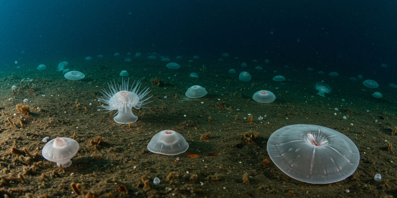Ediacaran fauna: strange first animals before the explosion